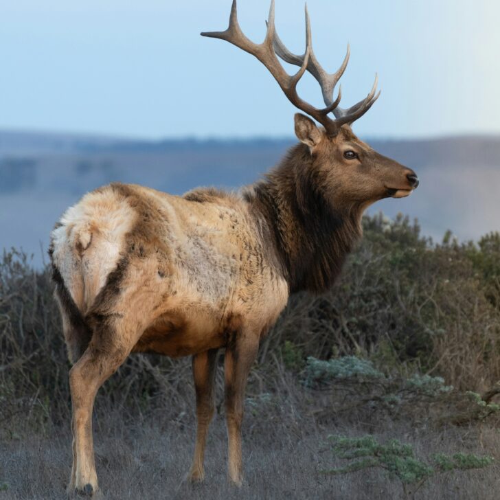 Best Hunting Lands in California: Top Locations for Your Spring Hunting Expedition