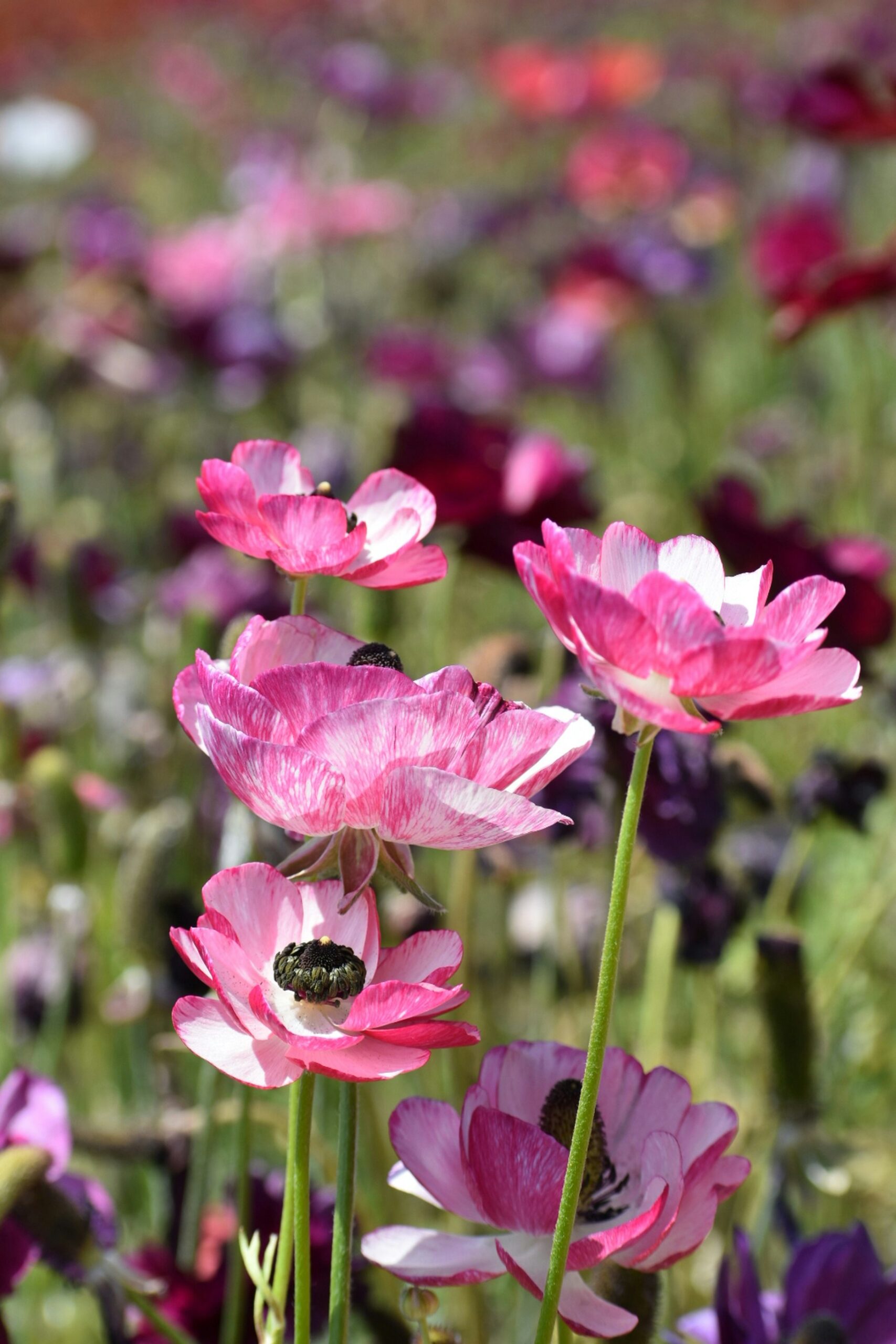 The Best Time to Visit the Carlsbad Flower Fields is Now: Don't miss the Peak Blooms, Perfect Weather, and Vibrant Fields 5 The Best Time to Visit the Carlsbad Flower Fields is Now: Don't miss the Peak Blooms, Perfect Weather, and Vibrant Fields