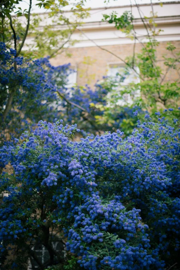 Fire-Resistant Plants for California Landscapes: Safeguarding Your Property Against Wildfires 4 Fire-Resistant Plants for California Landscapes: Safeguarding Your Property Against Wildfires
