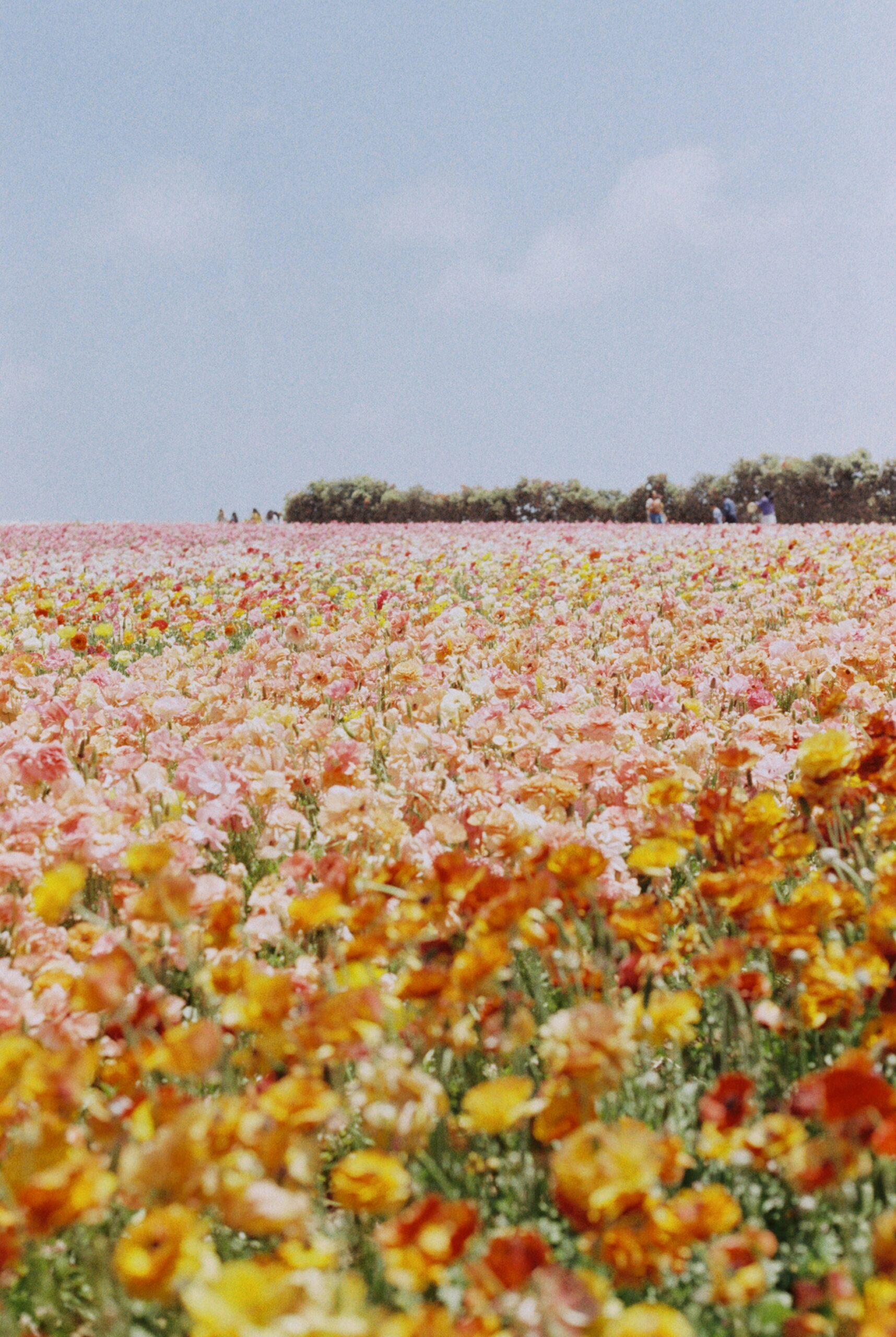 The Best Time to Visit the Carlsbad Flower Fields is Now: Don't miss the Peak Blooms, Perfect Weather, and Vibrant Fields 6 The Best Time to Visit the Carlsbad Flower Fields is Now: Don't miss the Peak Blooms, Perfect Weather, and Vibrant Fields