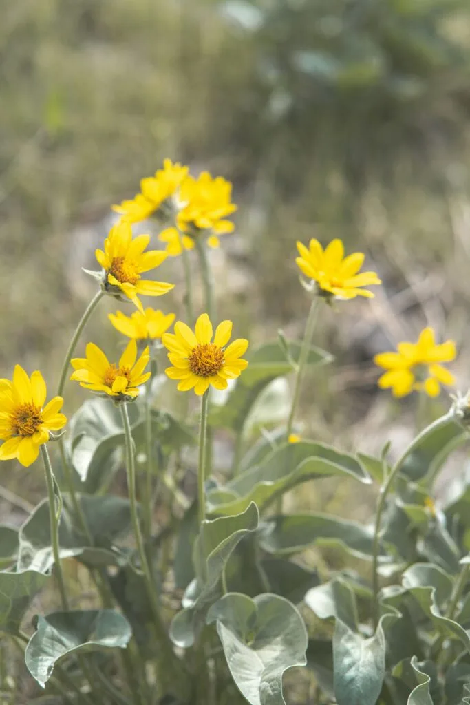 Best Time to Visit Vasquez Rocks Natural Area Park: Seasonal Guide for Optimal Exploration 4 Best Time to Visit Vasquez Rocks Natural Area Park: Seasonal Guide for Optimal Exploration