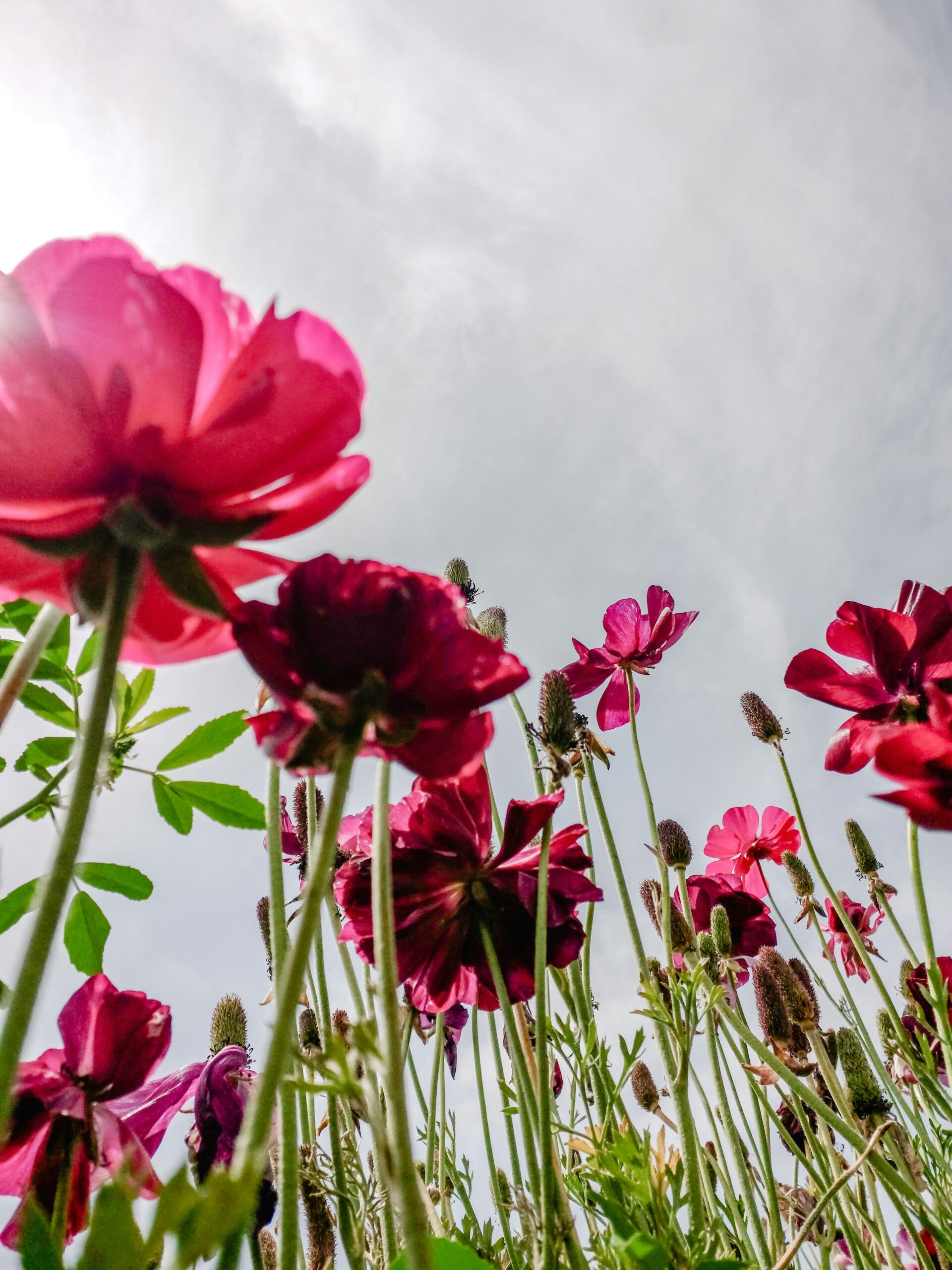 The Best Time to Visit the Carlsbad Flower Fields is Now: Don't miss the Peak Blooms, Perfect Weather, and Vibrant Fields 3 The Best Time to Visit the Carlsbad Flower Fields is Now: Don't miss the Peak Blooms, Perfect Weather, and Vibrant Fields