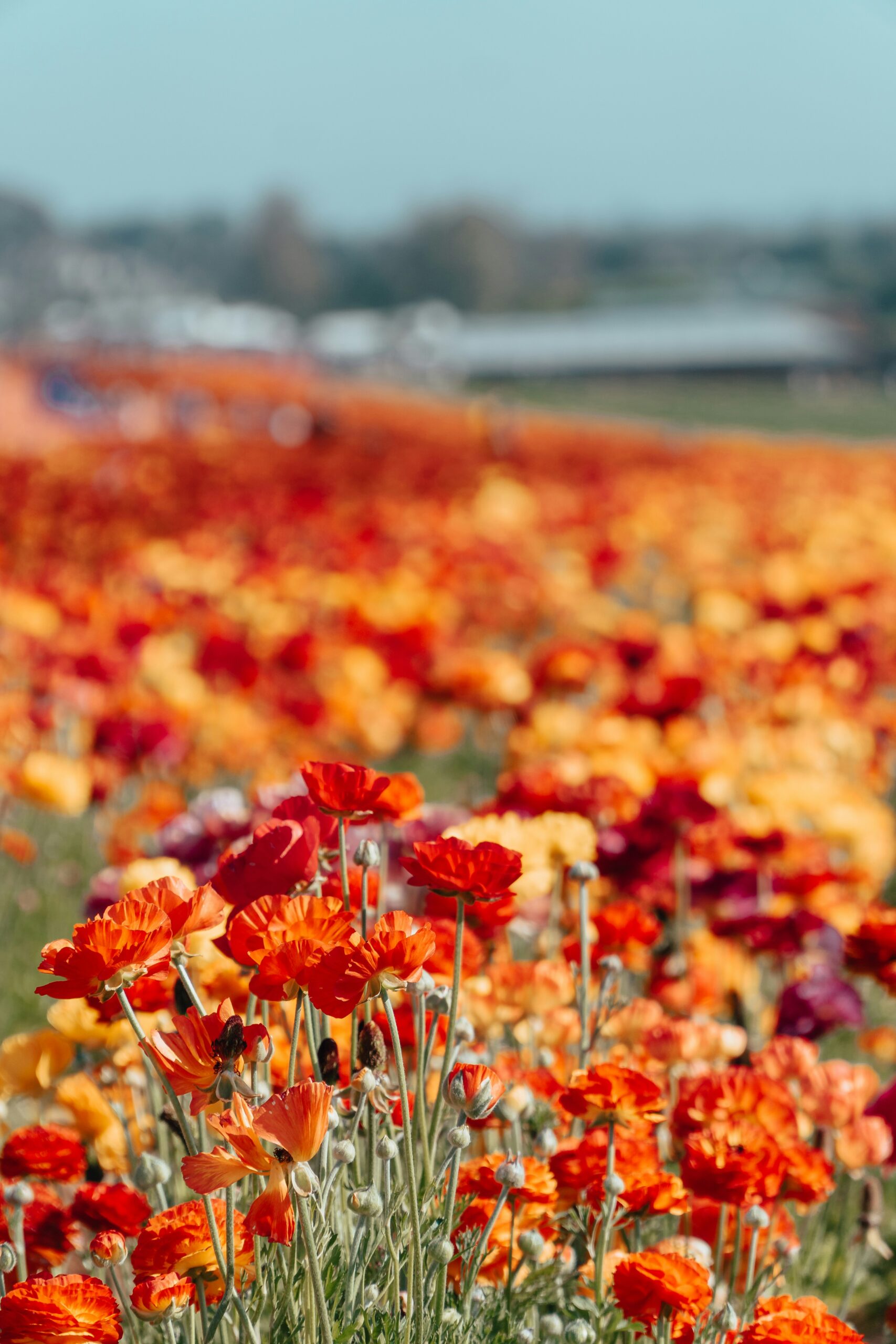 The Best Time to Visit the Carlsbad Flower Fields is Now: Don't miss the Peak Blooms, Perfect Weather, and Vibrant Fields 4 The Best Time to Visit the Carlsbad Flower Fields is Now: Don't miss the Peak Blooms, Perfect Weather, and Vibrant Fields