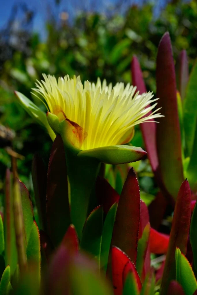 Fire-Resistant Plants for California Landscapes: Safeguarding Your Property Against Wildfires 6 Fire-Resistant Plants for California Landscapes: Safeguarding Your Property Against Wildfires