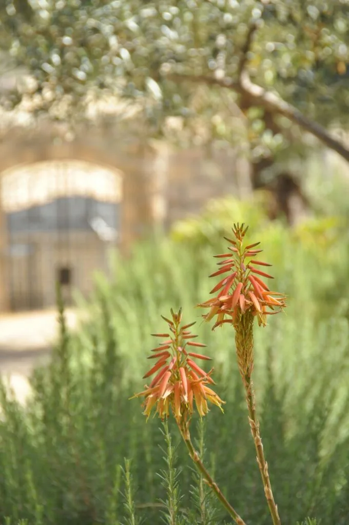 Fire-Resistant Plants for California Landscapes: Safeguarding Your Property Against Wildfires 3 Fire-Resistant Plants for California Landscapes: Safeguarding Your Property Against Wildfires