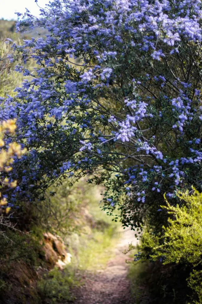 Fire-Resistant Plants for California Landscapes: Safeguarding Your Property Against Wildfires 2 Fire-Resistant Plants for California Landscapes: Safeguarding Your Property Against Wildfires