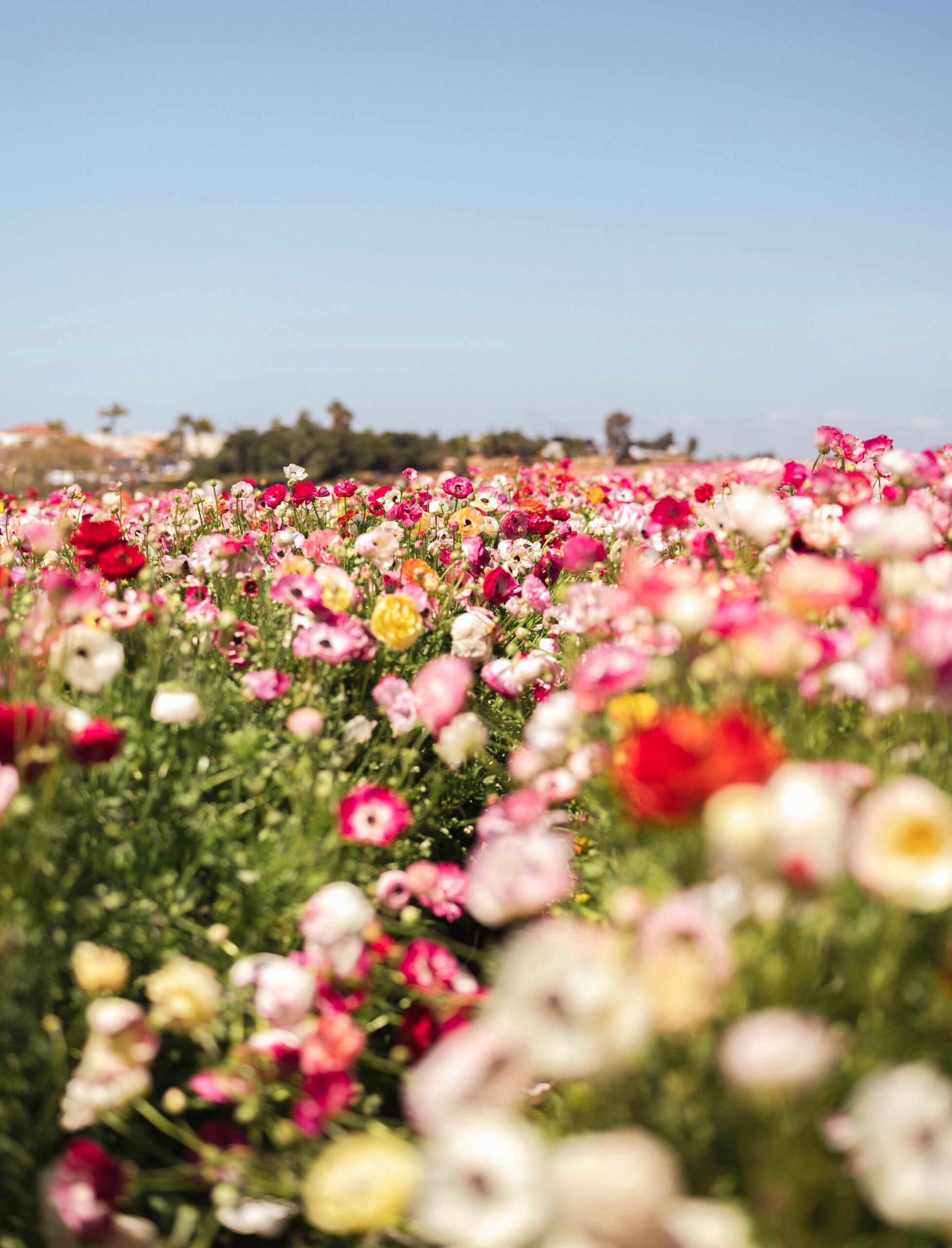 The Best Time to Visit the Carlsbad Flower Fields is Now: Don't miss the Peak Blooms, Perfect Weather, and Vibrant Fields 2 The Best Time to Visit the Carlsbad Flower Fields is Now: Don't miss the Peak Blooms, Perfect Weather, and Vibrant Fields