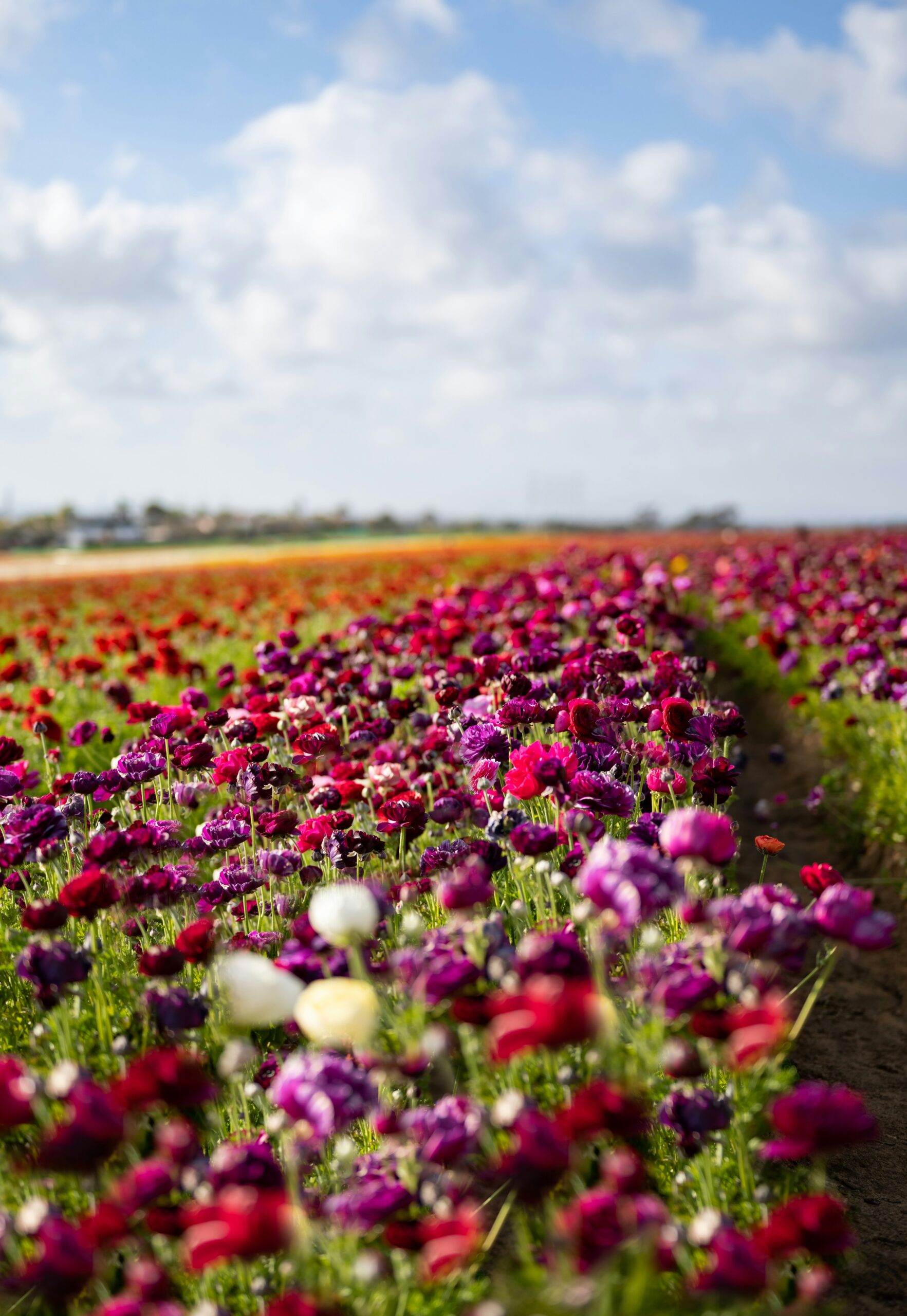The Best Time to Visit the Carlsbad Flower Fields is Now: Don't miss the Peak Blooms, Perfect Weather, and Vibrant Fields 7 The Best Time to Visit the Carlsbad Flower Fields is Now: Don't miss the Peak Blooms, Perfect Weather, and Vibrant Fields