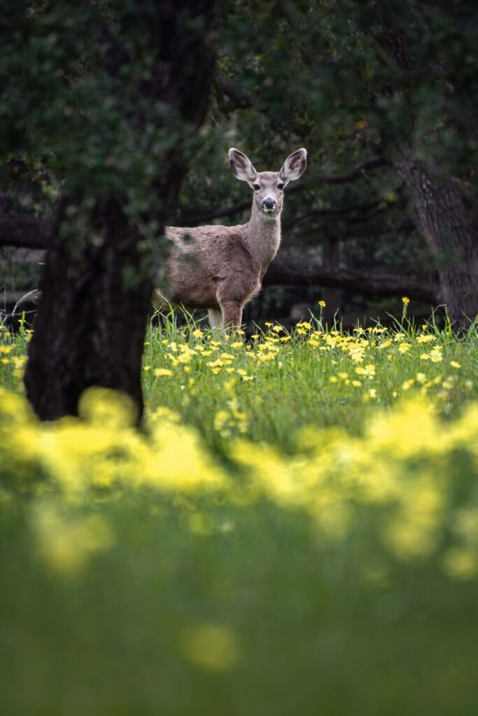 Top 10 Reasons to Visit California this Summer: Must-See Attractions and Experiences 4 Top 10 Reasons to Visit California this Summer: Must-See Attractions and Experiences