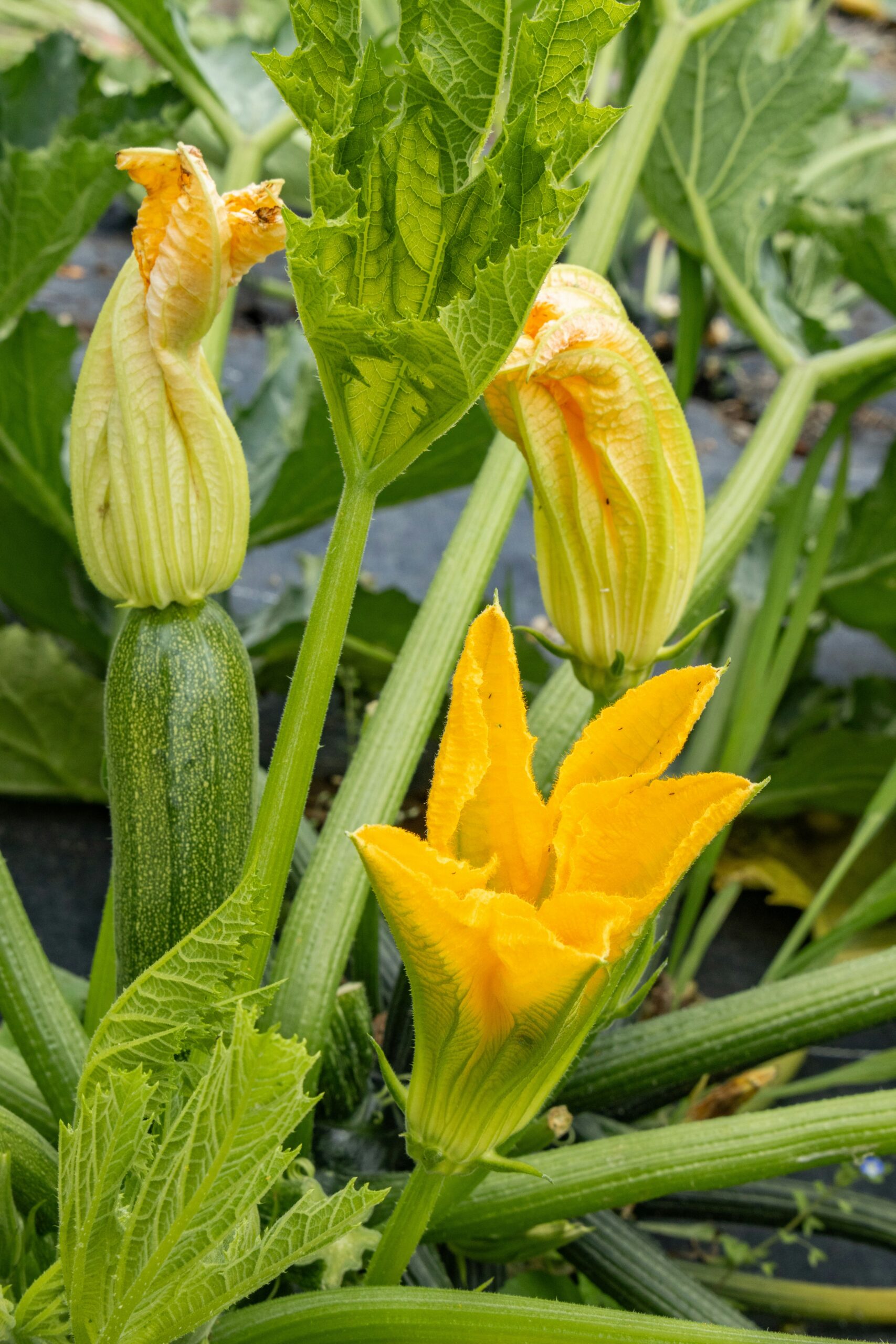 Best Vegetables to Grow in your Backyard in California (By Region): A Practical Guide for Home Gardeners