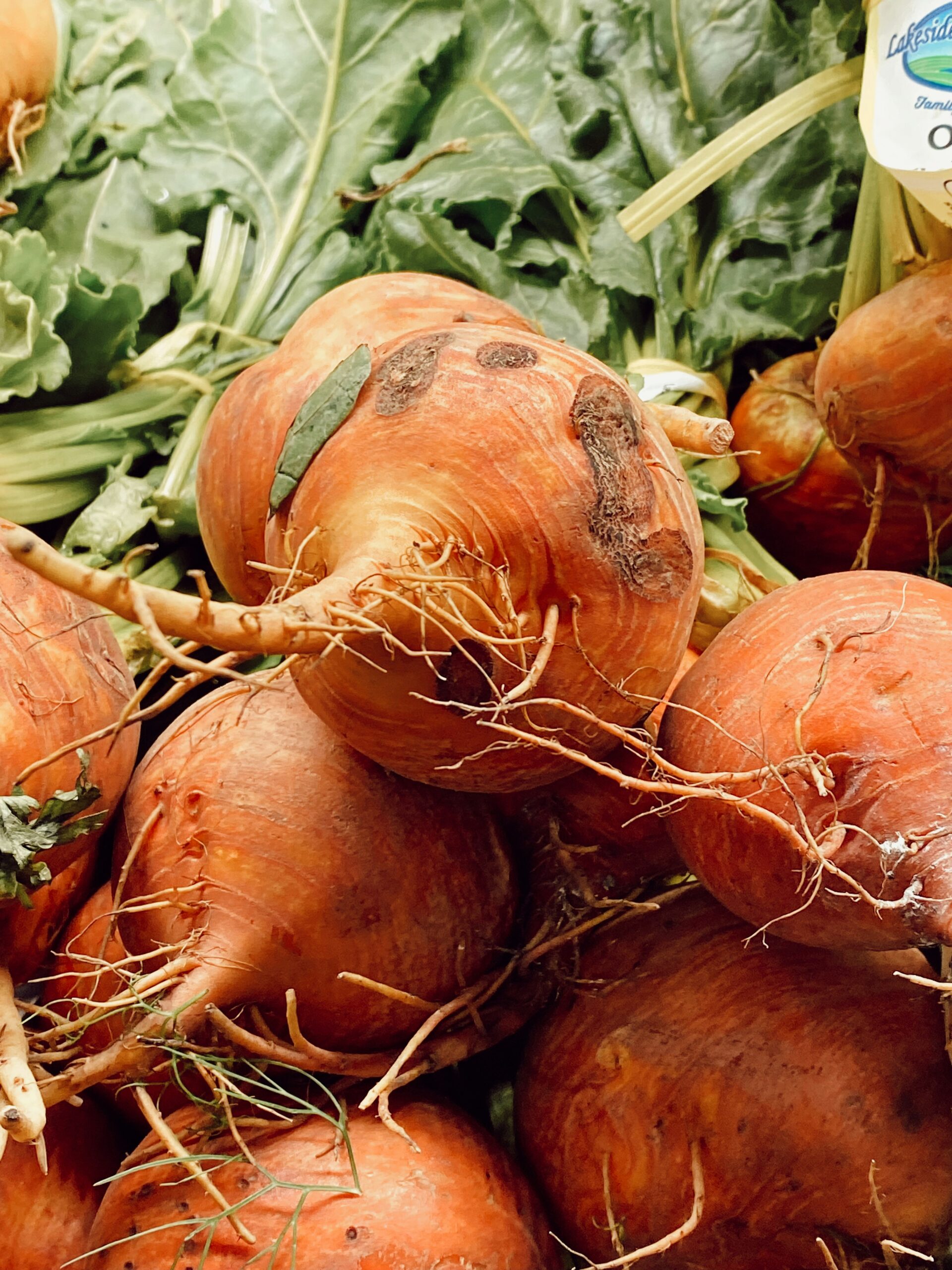 Best Vegetables to Grow in your Backyard in California (By Region): A Practical Guide for Home Gardeners 5 Best Vegetables to Grow in your Backyard in California (By Region): A Practical Guide for Home Gardeners