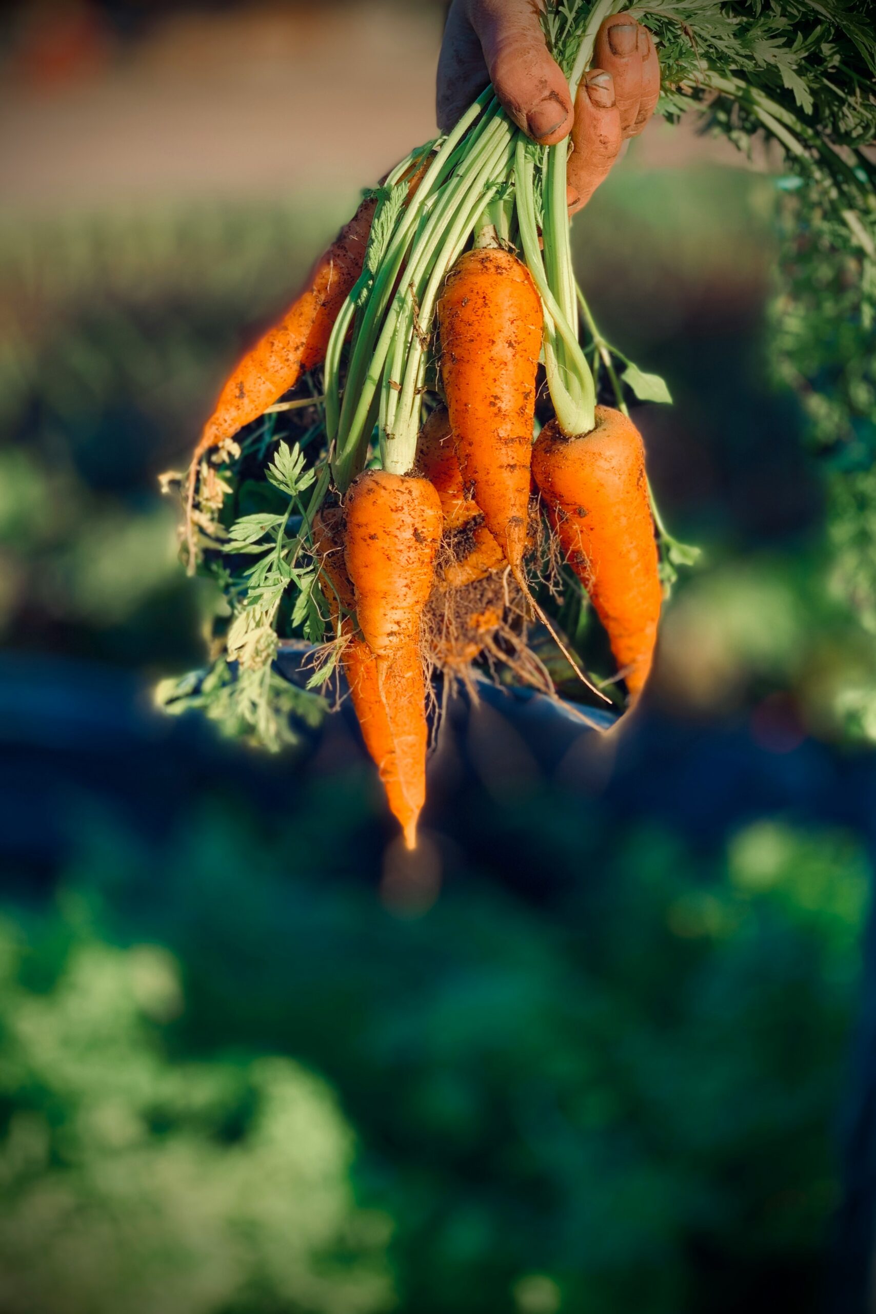 Best Vegetables to Grow in your Backyard in California (By Region): A Practical Guide for Home Gardeners 4 Best Vegetables to Grow in your Backyard in California (By Region): A Practical Guide for Home Gardeners