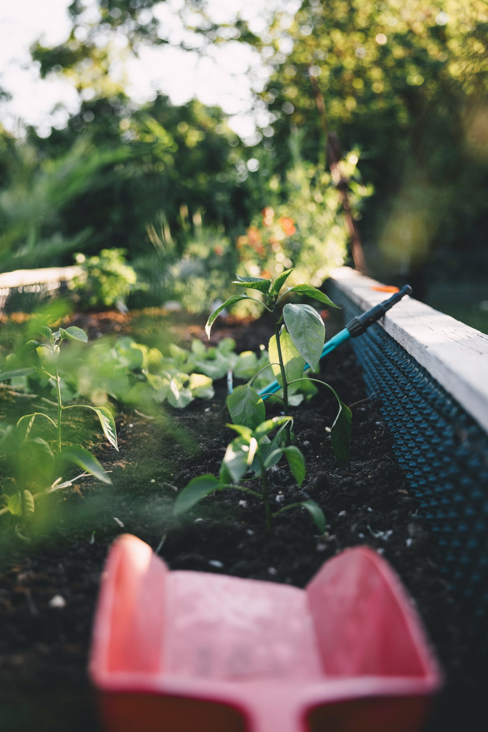 Best Vegetables to Grow in your Backyard in California (By Region): A Practical Guide for Home Gardeners 2 Best Vegetables to Grow in your Backyard in California (By Region): A Practical Guide for Home Gardeners