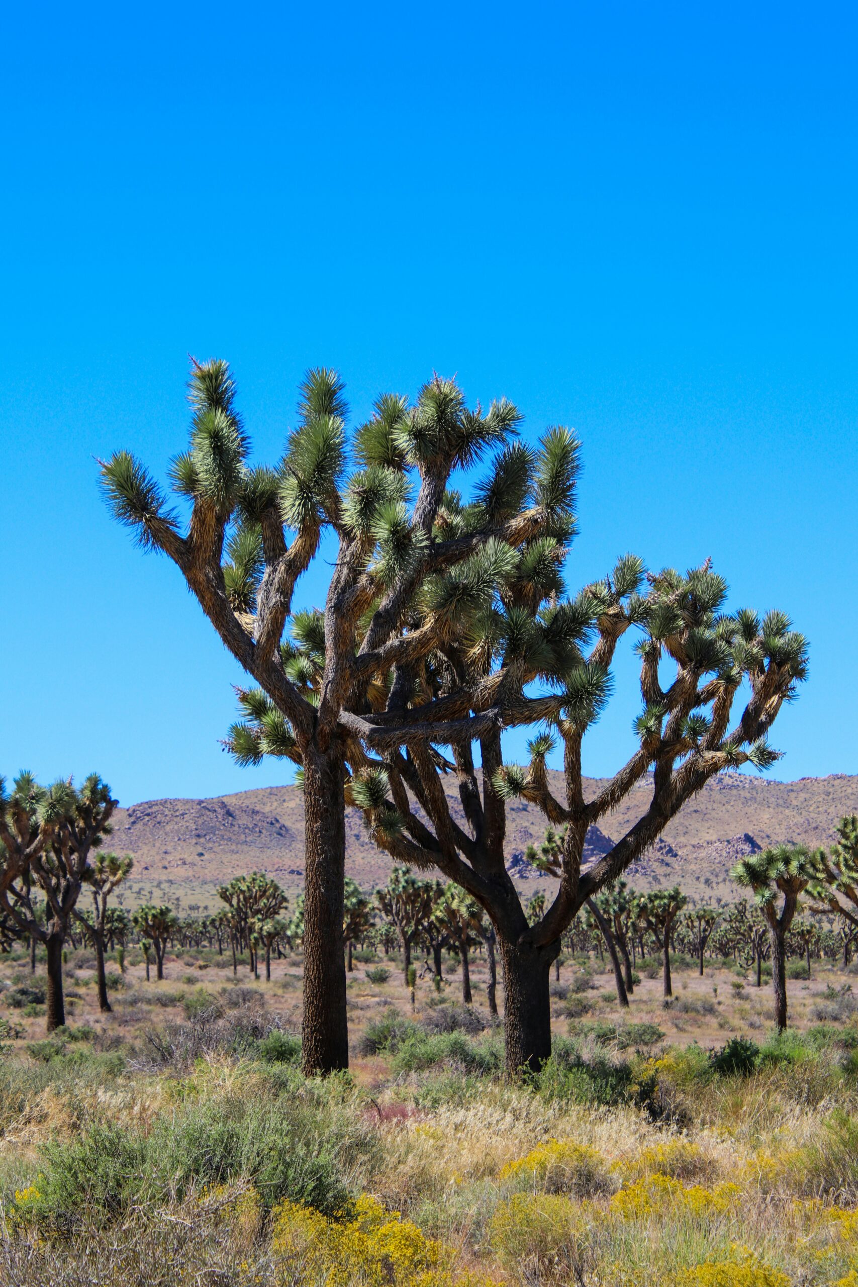 How to Spend a Perfect Day in Palm Springs: Top Activities, Dining, and Relaxation Tips 4 How to Spend a Perfect Day in Palm Springs: Top Activities, Dining, and Relaxation Tips