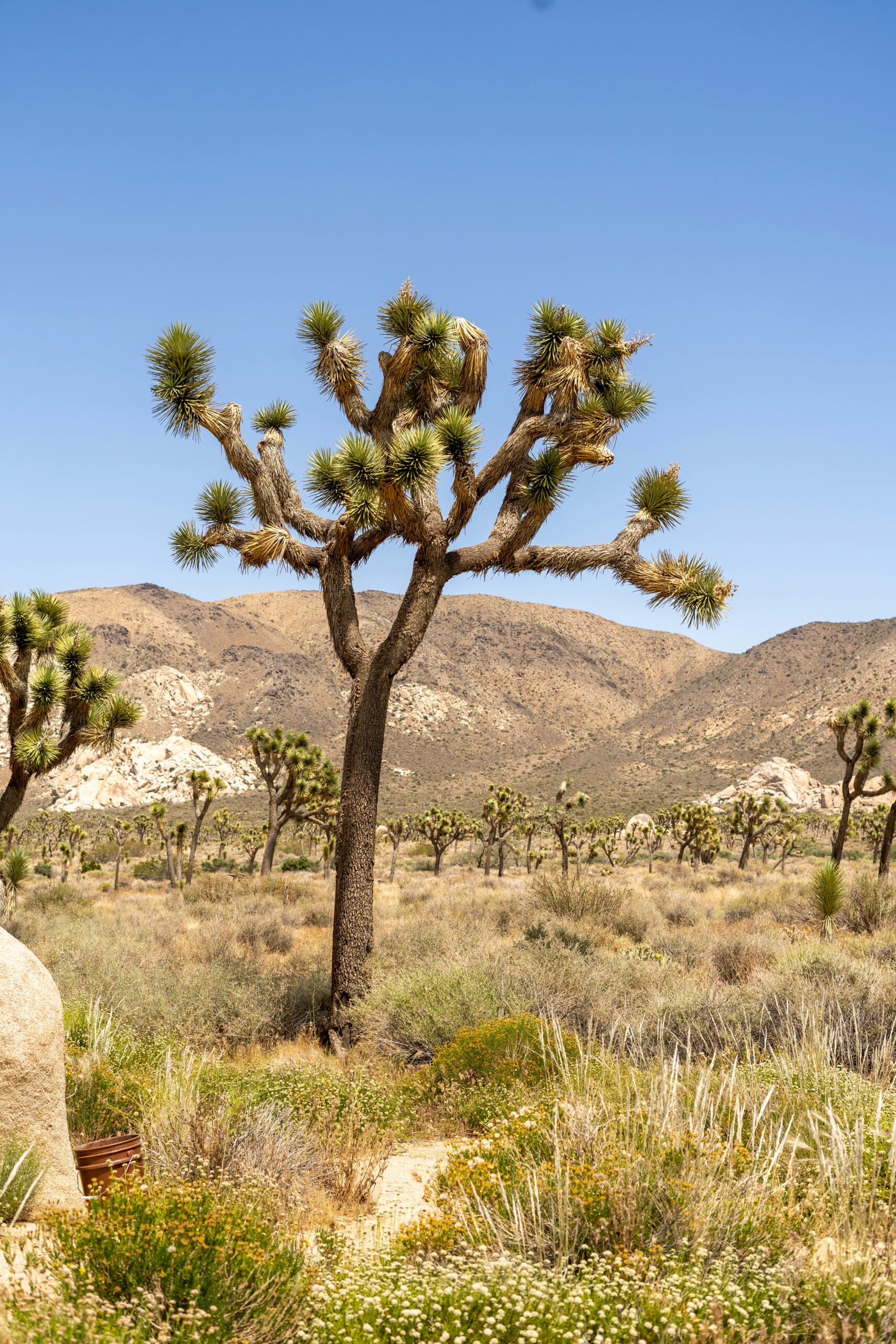 Your Guide to Reservation-Free Camping in California: Top Spots and Essential Tips 4 Your Guide to Reservation-Free Camping in California: Top Spots and Essential Tips