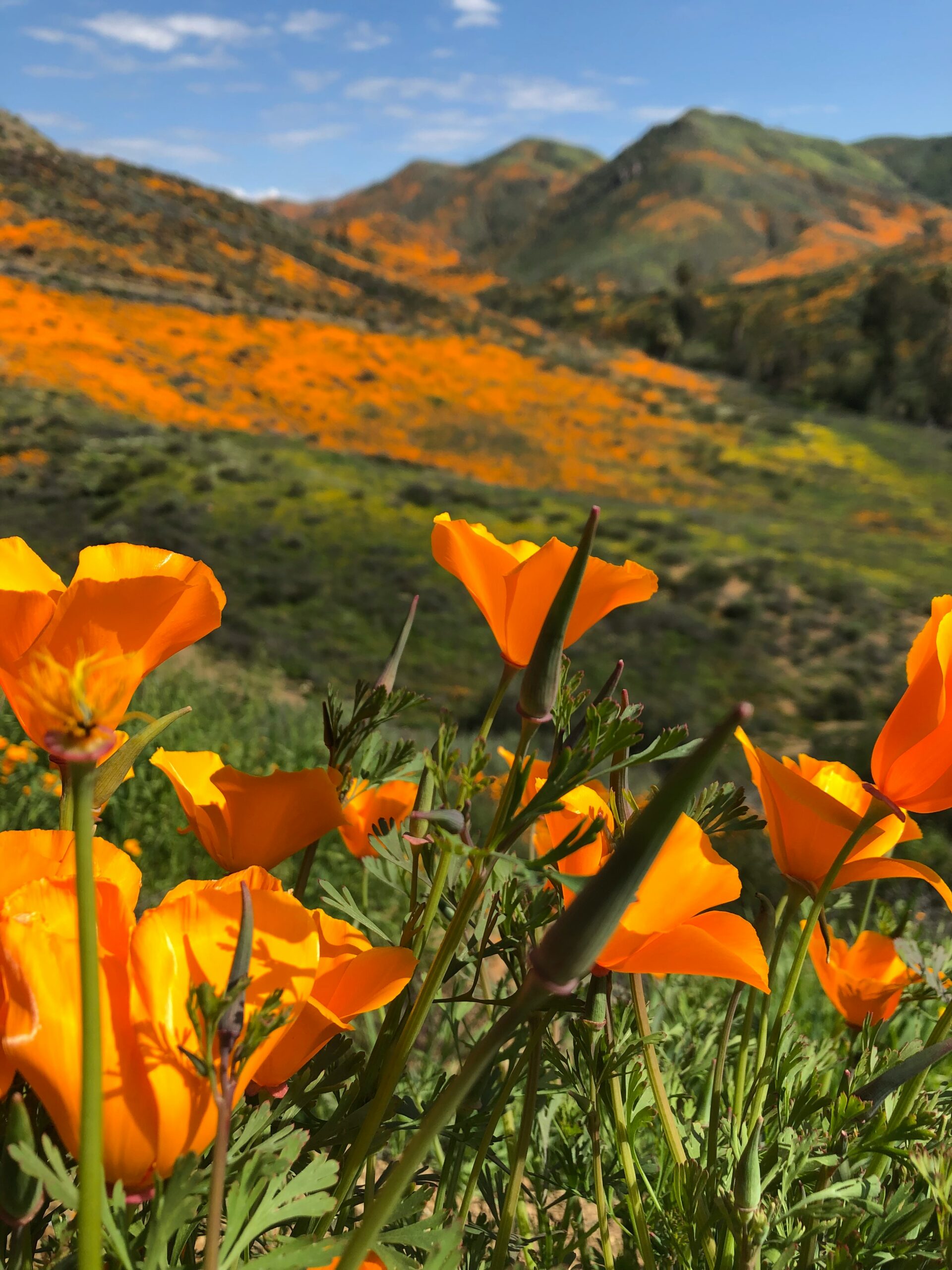 Best Places to Visit in California for Memorial Day 2025: Top Destinations and Travel Tips 4 Best Places to Visit in California for Memorial Day 2025: Top Destinations and Travel Tips