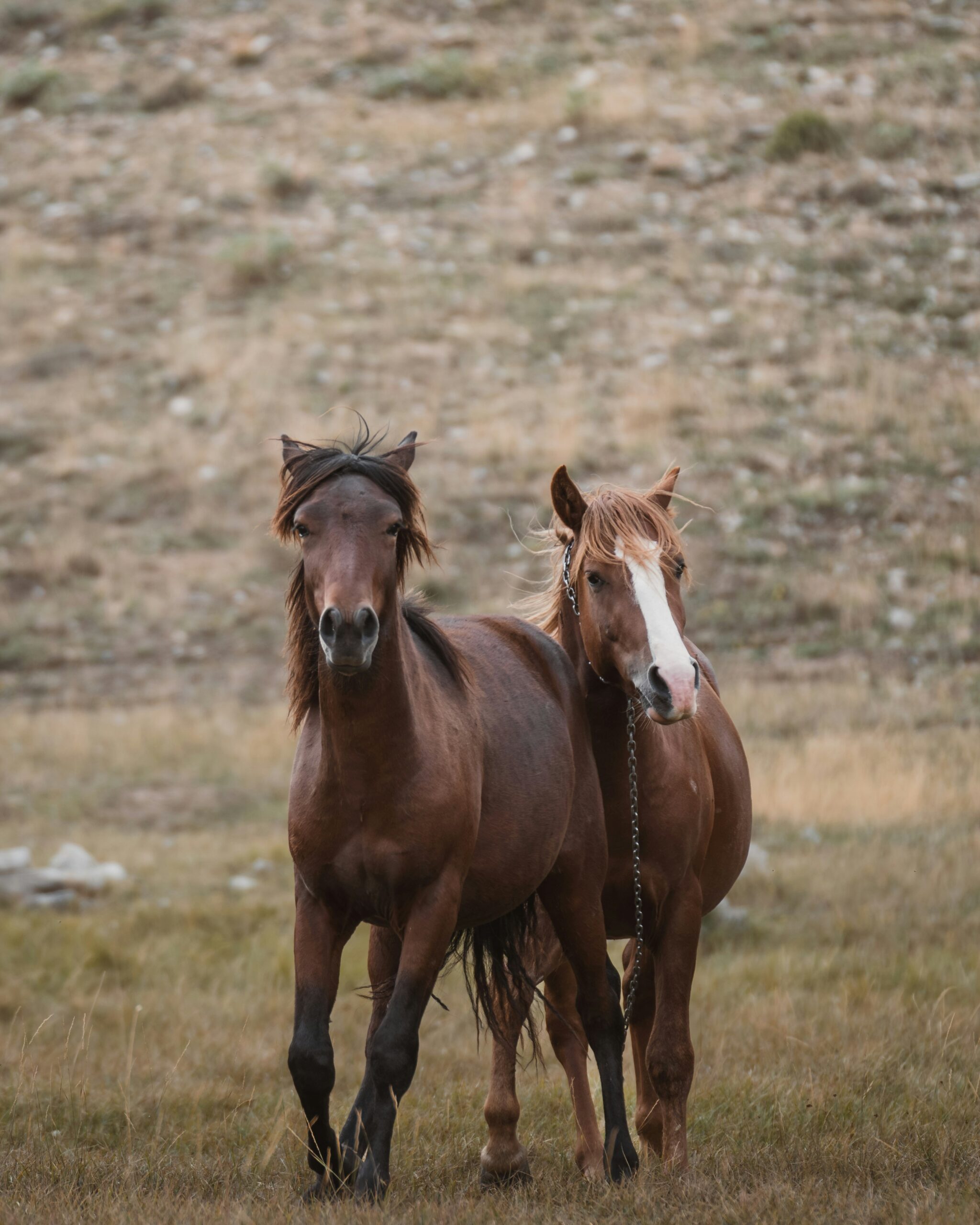 Top California Destinations to See Wild Horses: Must-Visit Spots for Wildlife Enthusiasts 4 Top California Destinations to See Wild Horses: Must-Visit Spots for Wildlife Enthusiasts