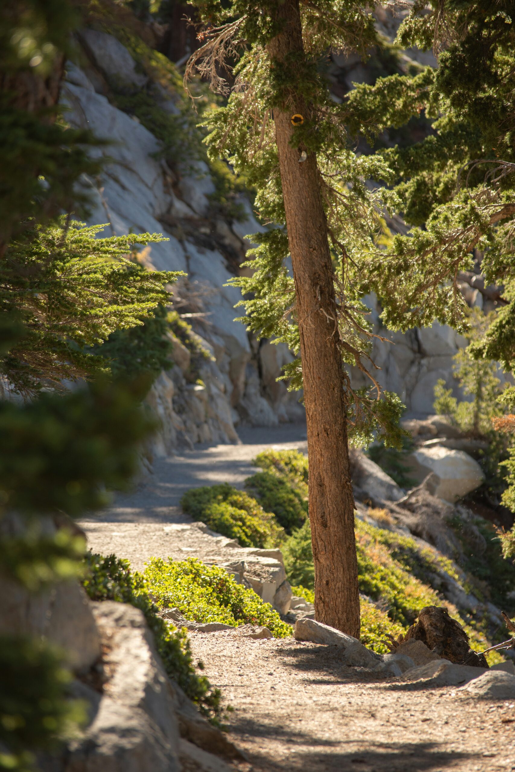 Top Scenic Forest Hiking Trails in California: Breathtaking Routes for Nature Lovers 3 Top Scenic Forest Hiking Trails in California: Breathtaking Routes for Nature Lovers