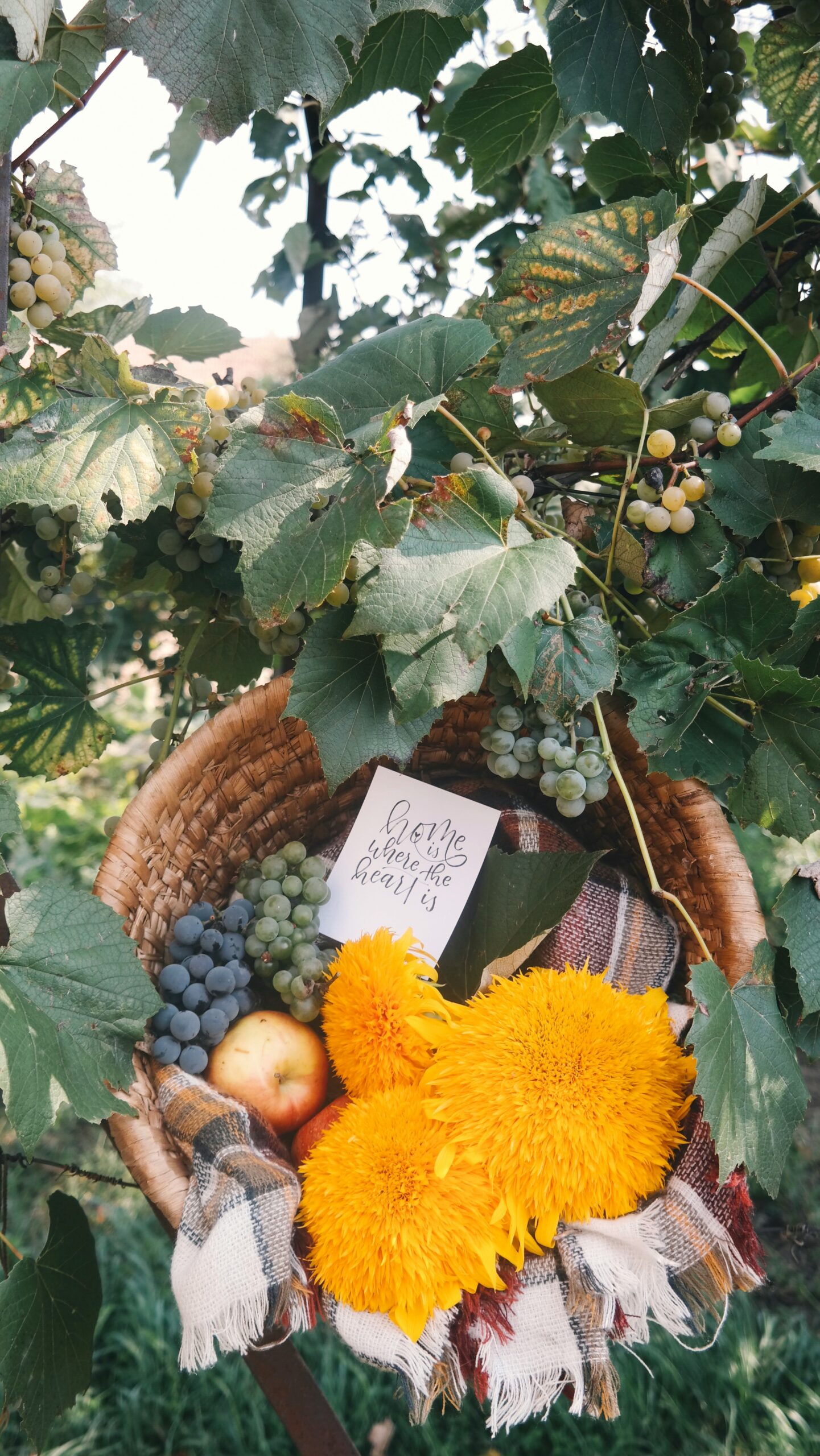 The Juicy California Travel Trend You Need This Summer: Stone Fruit Farm Stands + Sunset Picnics 7 The Juicy California Travel Trend You Need This Summer: Stone Fruit Farm Stands + Sunset Picnics