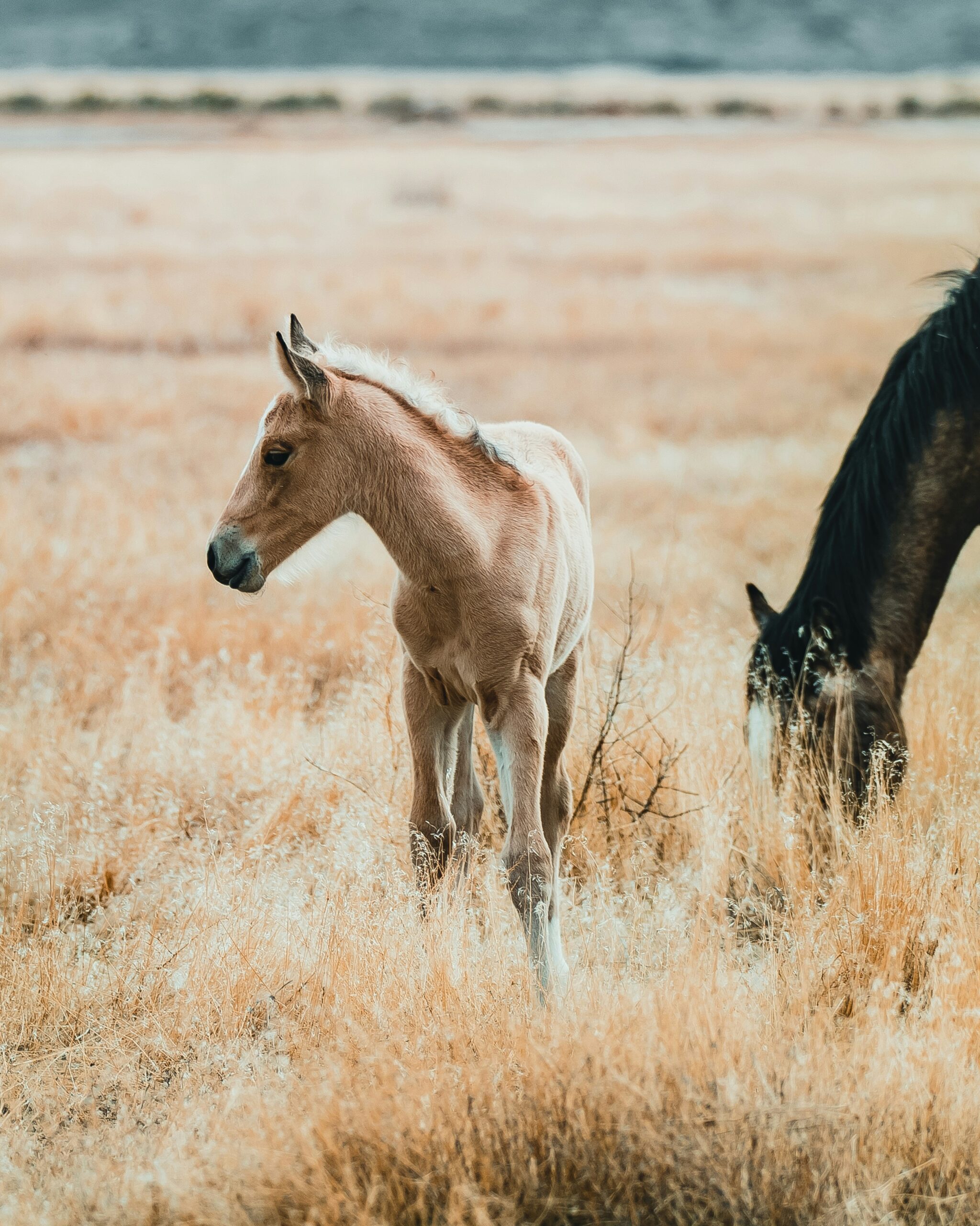 Top California Destinations to See Wild Horses: Must-Visit Spots for Wildlife Enthusiasts 1 Top California Destinations to See Wild Horses: Must-Visit Spots for Wildlife Enthusiasts