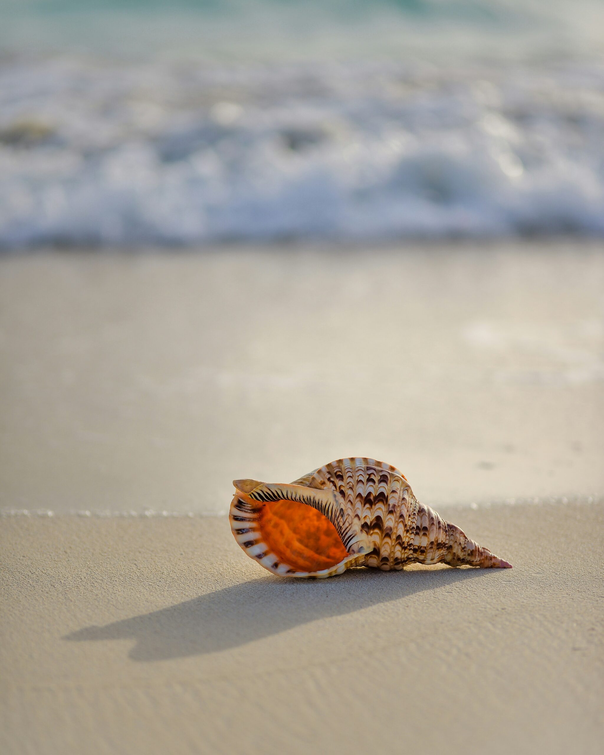Searching for Seashells: California’s Best Beaches for Beachcombing Adventures 2 Searching for Seashells: California’s Best Beaches for Beachcombing Adventures
