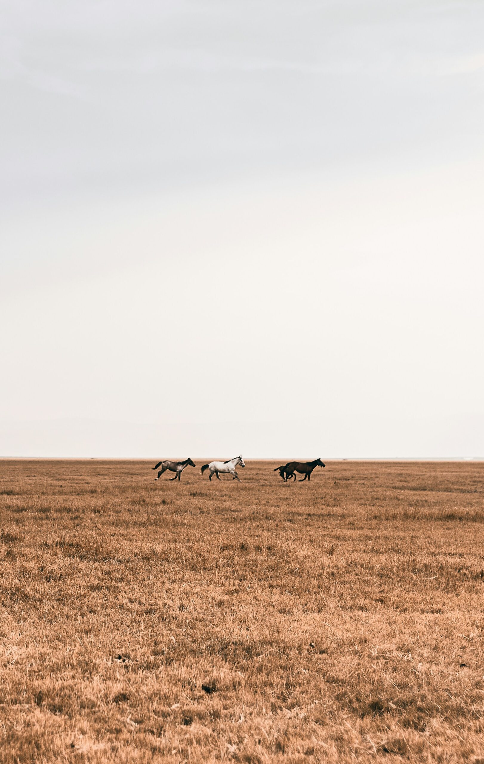 Top California Destinations to See Wild Horses: Must-Visit Spots for Wildlife Enthusiasts 3 Top California Destinations to See Wild Horses: Must-Visit Spots for Wildlife Enthusiasts