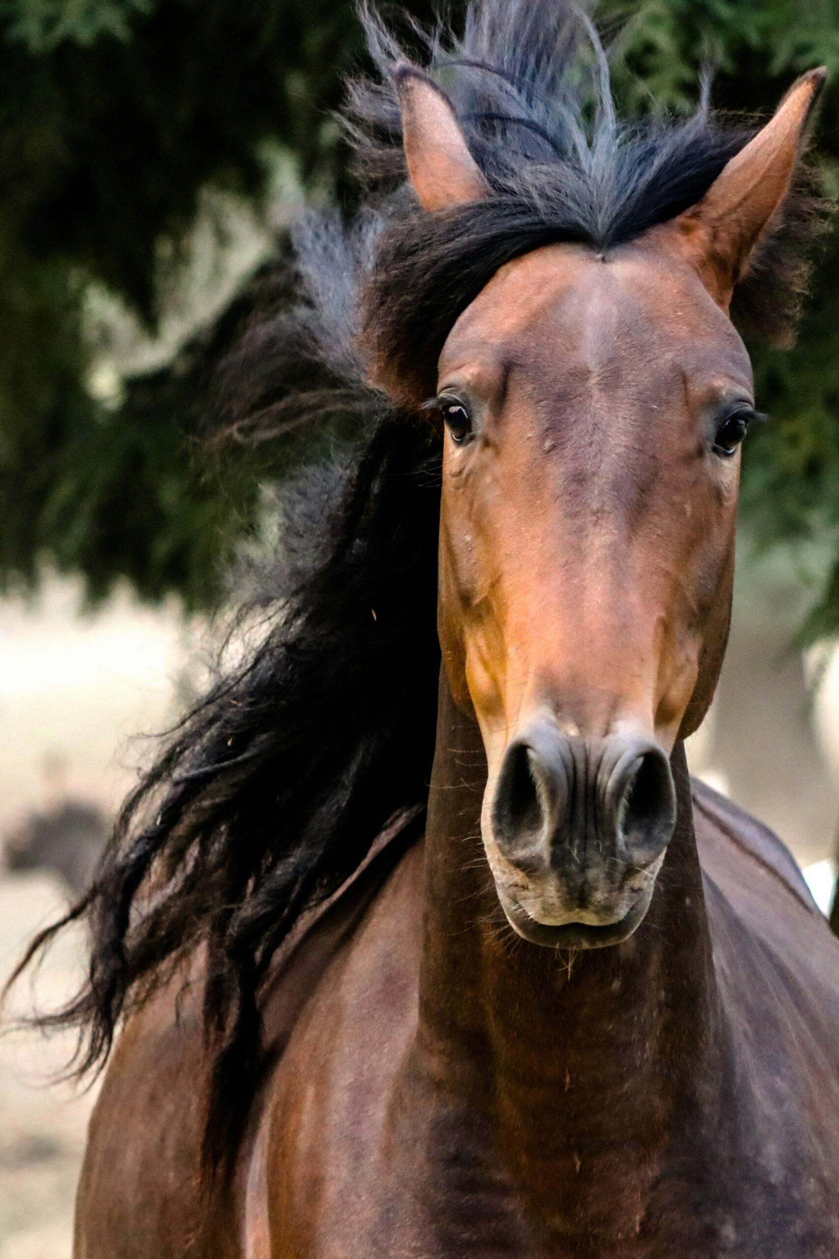 Top California Destinations to See Wild Horses: Must-Visit Spots for Wildlife Enthusiasts 2 Top California Destinations to See Wild Horses: Must-Visit Spots for Wildlife Enthusiasts