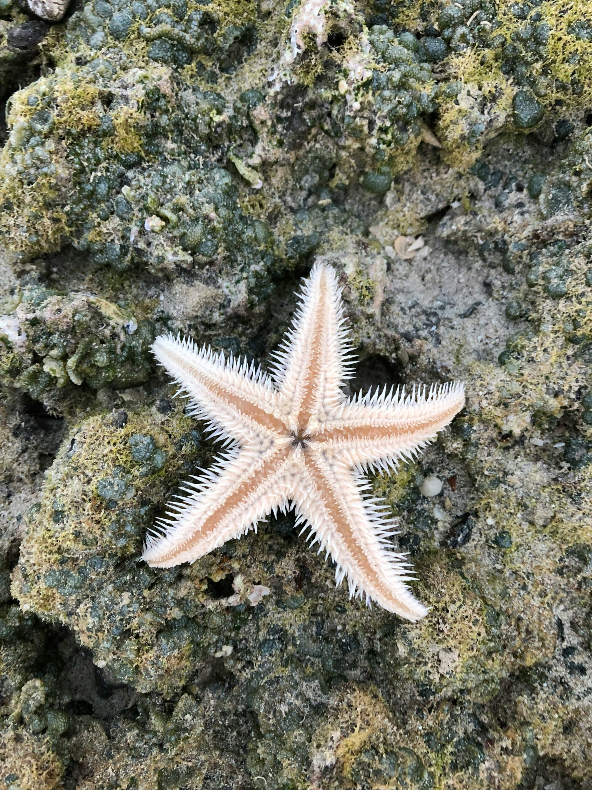 Searching for Seashells: California’s Best Beaches for Beachcombing Adventures