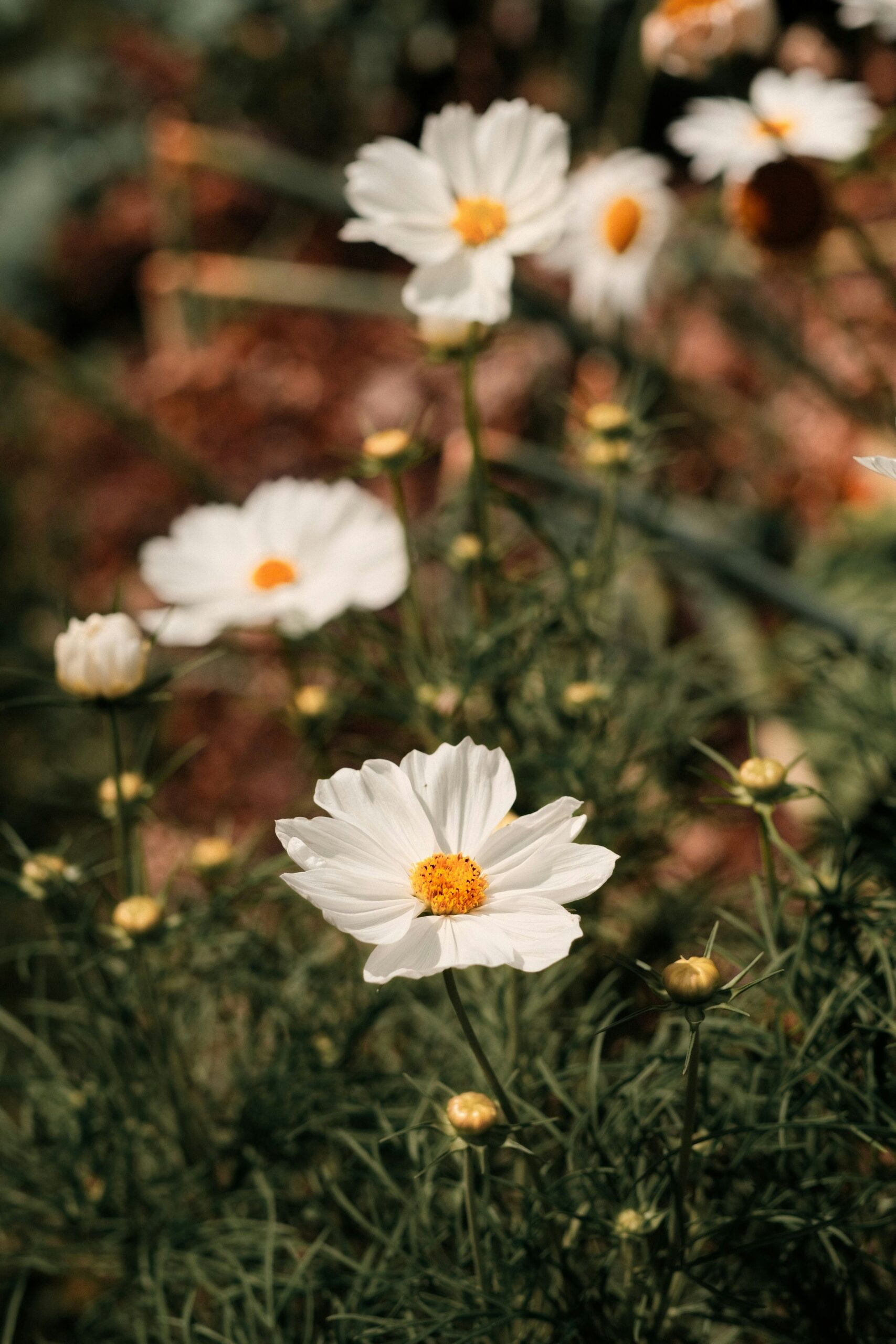 California’s Micro-Climate Gardening Tips for Thriving Plants in Every Region