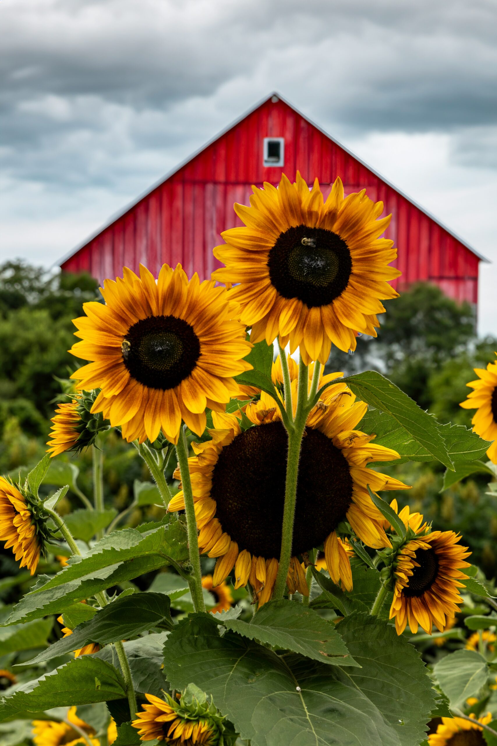 Best Sunflower and Lavender Field Picnic Trails | Central CA Guide