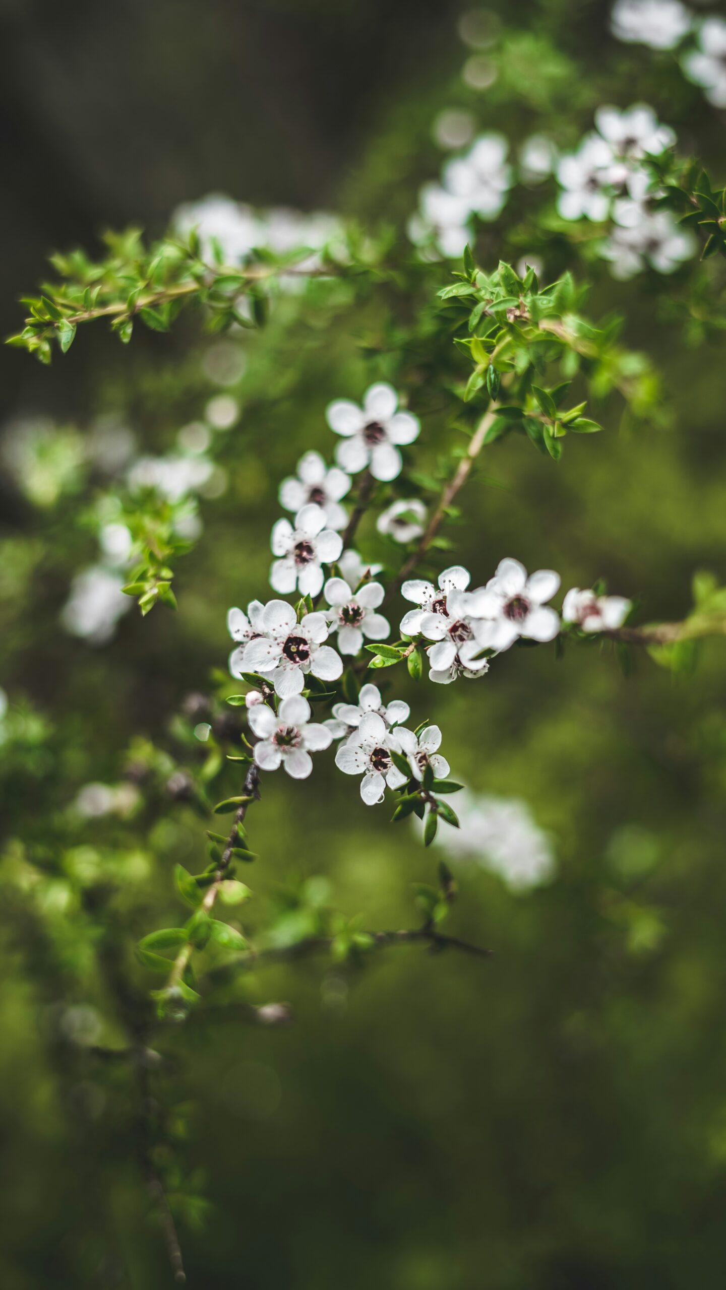 California’s Micro-Climate Gardening Tips for Thriving Plants in Every Region 5 California’s Micro-Climate Gardening Tips for Thriving Plants in Every Region