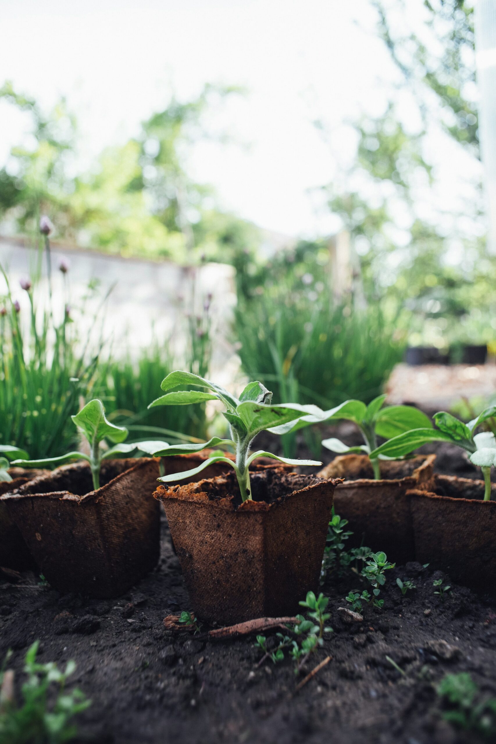 California’s Micro-Climate Gardening Tips for Thriving Plants in Every Region 3 California’s Micro-Climate Gardening Tips for Thriving Plants in Every Region