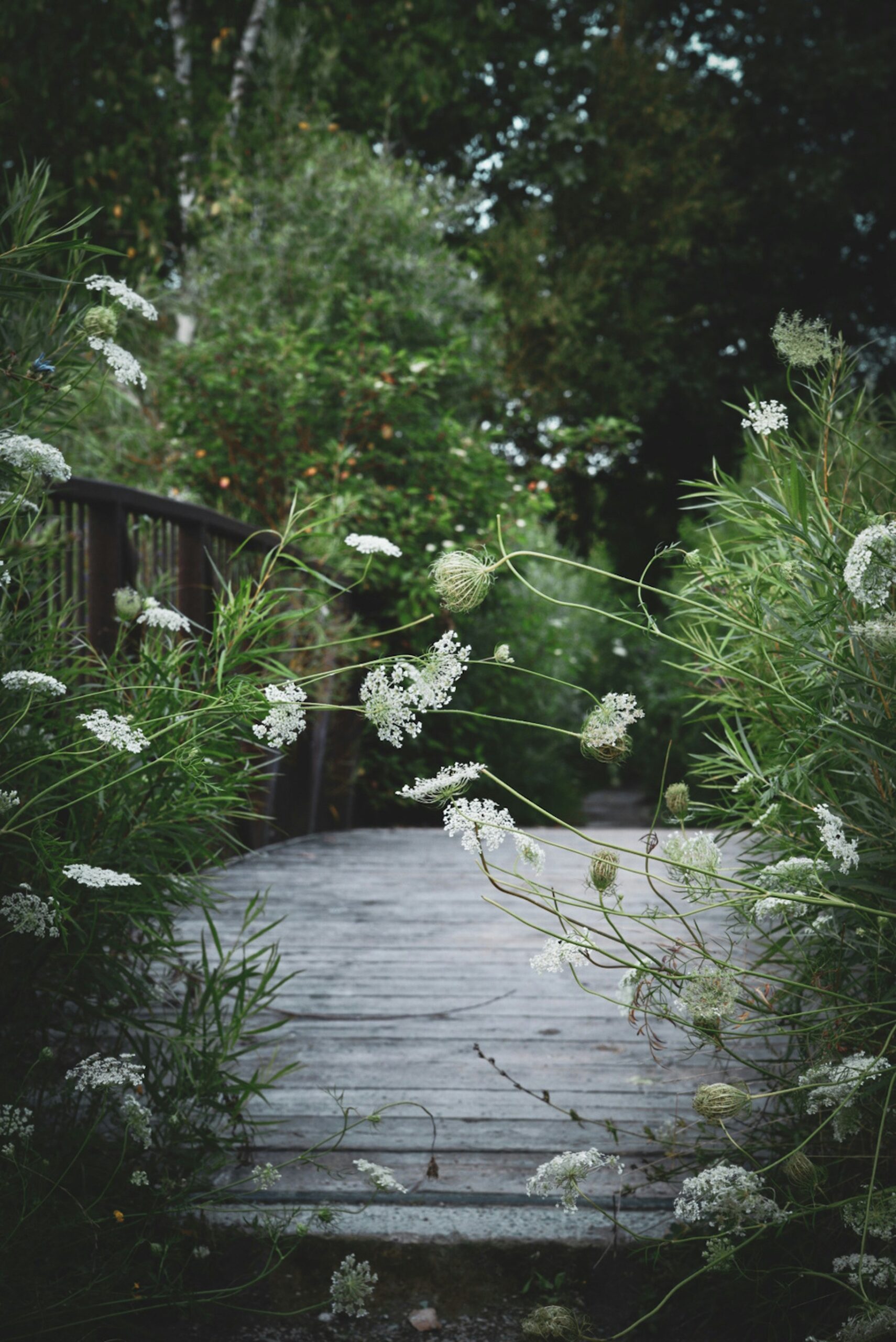 California’s Micro-Climate Gardening Tips for Thriving Plants in Every Region 4 California’s Micro-Climate Gardening Tips for Thriving Plants in Every Region