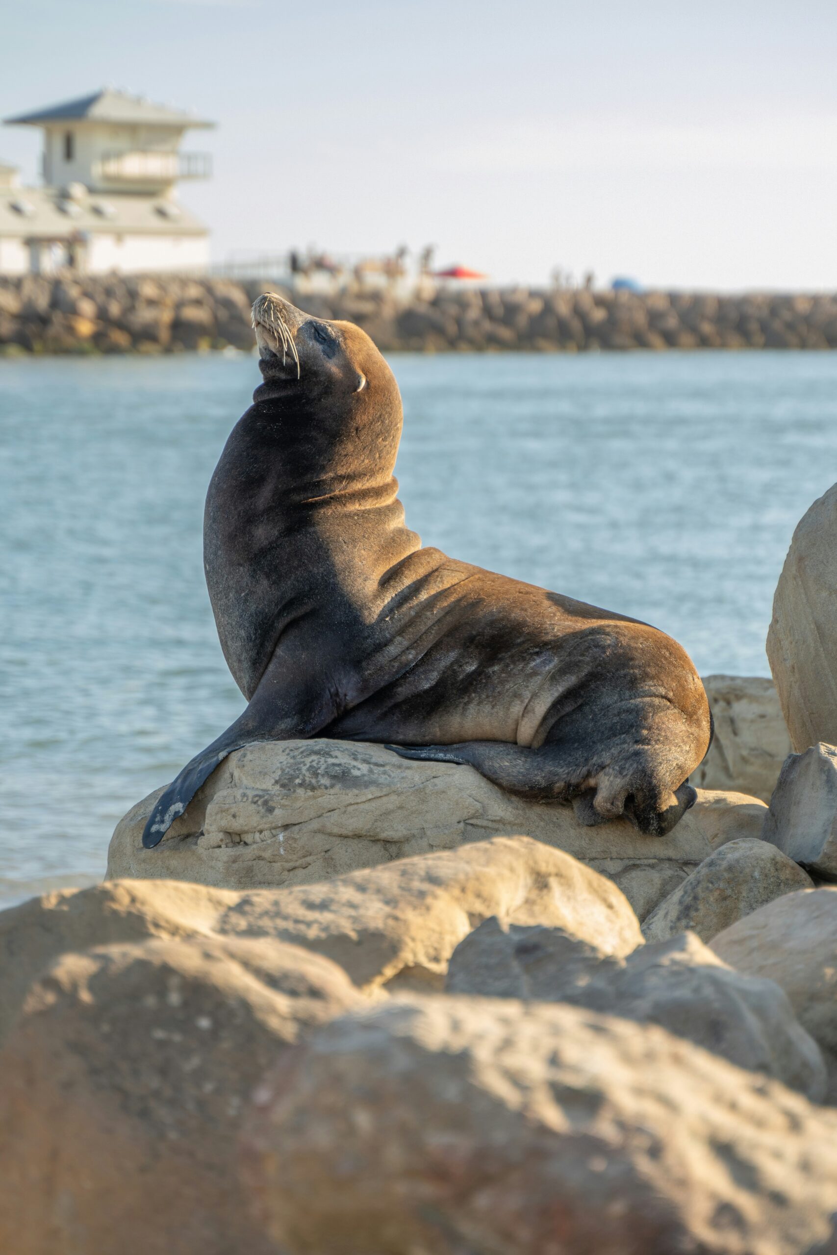 8 Hidden California Beach Towns Locals Escape To for Peaceful Retreats 6 Hidden California Beach Towns Locals Escape To for Peaceful Retreats